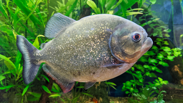 The Dangerous Truth About Piranhas: Everything You Need To Know ...